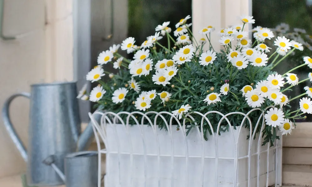 Brighten someone’s day with Flower Frenzie’s exquisite flower boxes and bouquets.