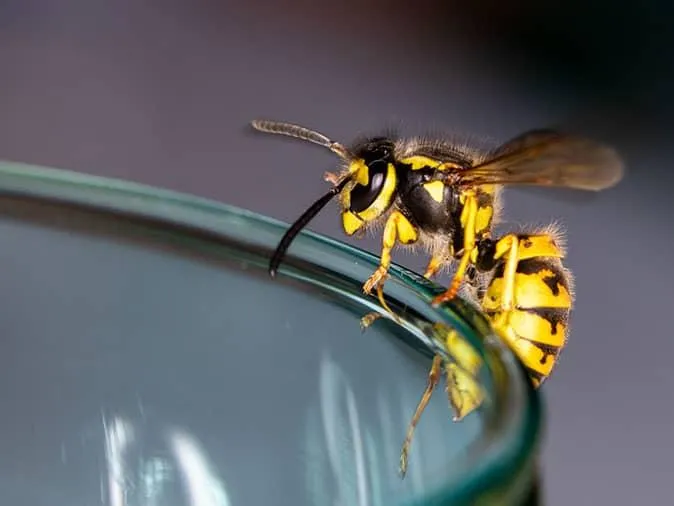 Top 5 Reasons for Wasp Infestation at Your Home in Denver, CO